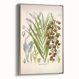 Vintage Botanical Illustration of Calamus draco Art Print
