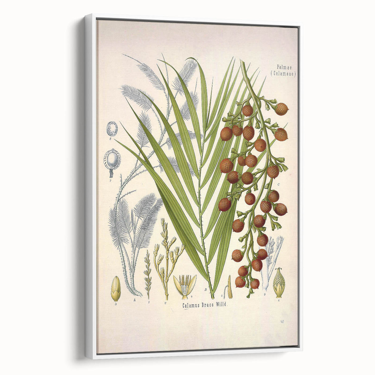 Vintage Botanical Illustration of Calamus draco Art Print