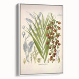 Vintage Botanical Illustration of Calamus draco Art Print