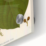 Vintage Botanical Illustration of Anamirta paniculata Art Print