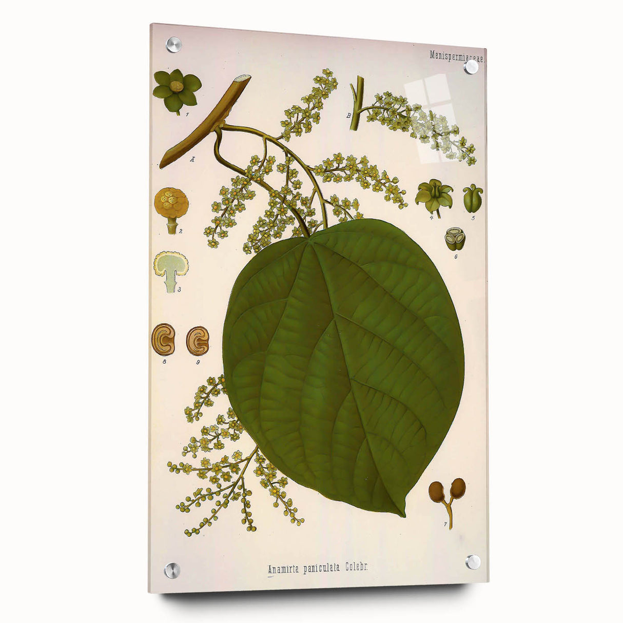 Vintage Botanical Illustration of Anamirta paniculata Art Print