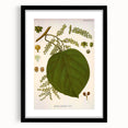 Vintage Botanical Illustration of Anamirta paniculata Art Print