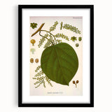 Vintage Botanical Illustration of Anamirta paniculata Art Print