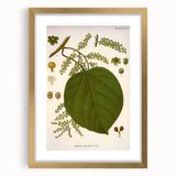 Vintage Botanical Illustration of Anamirta paniculata Art Print