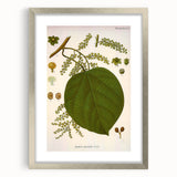 Vintage Botanical Illustration of Anamirta paniculata Art Print