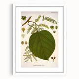 Vintage Botanical Illustration of Anamirta paniculata Art Print