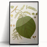 Vintage Botanical Illustration of Anamirta paniculata Art Print
