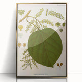Vintage Botanical Illustration of Anamirta paniculata Art Print