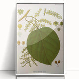 Vintage Botanical Illustration of Anamirta paniculata Art Print