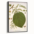 Vintage Botanical Illustration of Anamirta paniculata Art Print