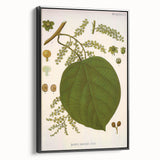 Vintage Botanical Illustration of Anamirta paniculata Art Print