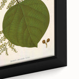 Vintage Botanical Illustration of Anamirta paniculata Art Print