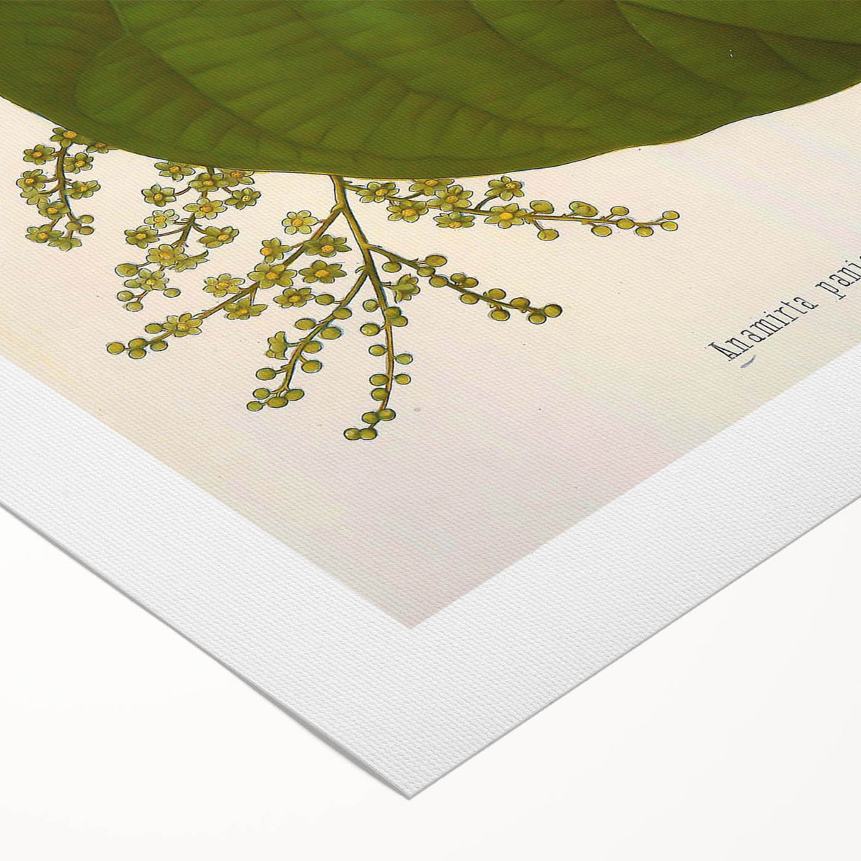 Vintage Botanical Illustration of Anamirta paniculata Art Print