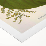 Vintage Botanical Illustration of Anamirta paniculata Art Print