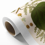 Vintage Botanical Illustration of Anamirta paniculata Art Print