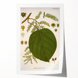 Vintage Botanical Illustration of Anamirta paniculata Art Print
