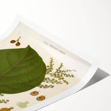 Vintage Botanical Illustration of Anamirta paniculata Art Print