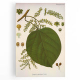 Vintage Botanical Illustration of Anamirta paniculata Art Print