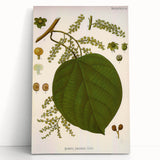 Vintage Botanical Illustration of Anamirta paniculata Art Print