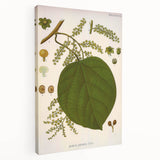 Vintage Botanical Illustration of Anamirta paniculata Art Print