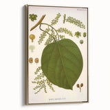 Vintage Botanical Illustration of Anamirta paniculata Art Print