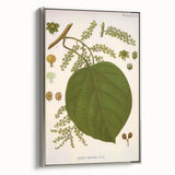 Vintage Botanical Illustration of Anamirta paniculata Art Print