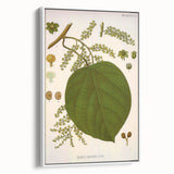 Vintage Botanical Illustration of Anamirta paniculata Art Print
