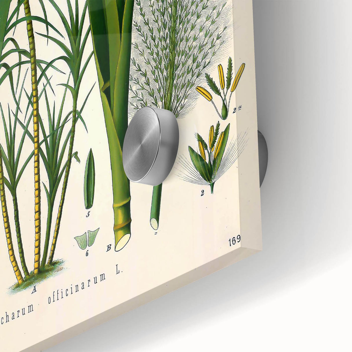 Vintage Botanical Illustration of Saccharum officinarum Art Print
