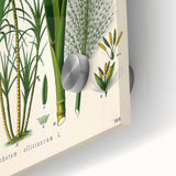 Vintage Botanical Illustration of Saccharum officinarum Art Print