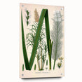 Vintage Botanical Illustration of Saccharum officinarum Art Print