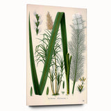Vintage Botanical Illustration of Saccharum officinarum Art Print