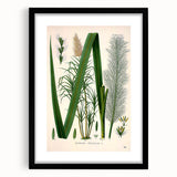Vintage Botanical Illustration of Saccharum officinarum Art Print