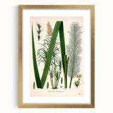 Vintage Botanical Illustration of Saccharum officinarum Art Print