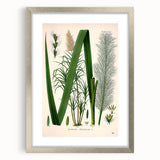 Vintage Botanical Illustration of Saccharum officinarum Art Print