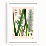 Vintage Botanical Illustration of Saccharum officinarum Art Print