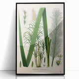 Vintage Botanical Illustration of Saccharum officinarum Art Print