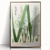 Vintage Botanical Illustration of Saccharum officinarum Art Print