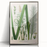 Vintage Botanical Illustration of Saccharum officinarum Art Print