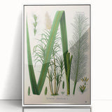 Vintage Botanical Illustration of Saccharum officinarum Art Print