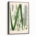Vintage Botanical Illustration of Saccharum officinarum Art Print