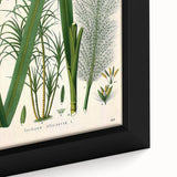 Vintage Botanical Illustration of Saccharum officinarum Art Print