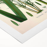 Vintage Botanical Illustration of Saccharum officinarum Art Print