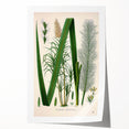 Vintage Botanical Illustration of Saccharum officinarum Art Print