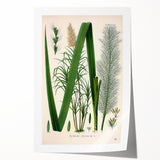 Vintage Botanical Illustration of Saccharum officinarum Art Print