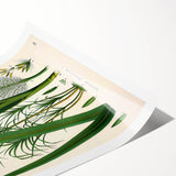 Vintage Botanical Illustration of Saccharum officinarum Art Print