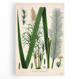 Vintage Botanical Illustration of Saccharum officinarum Art Print