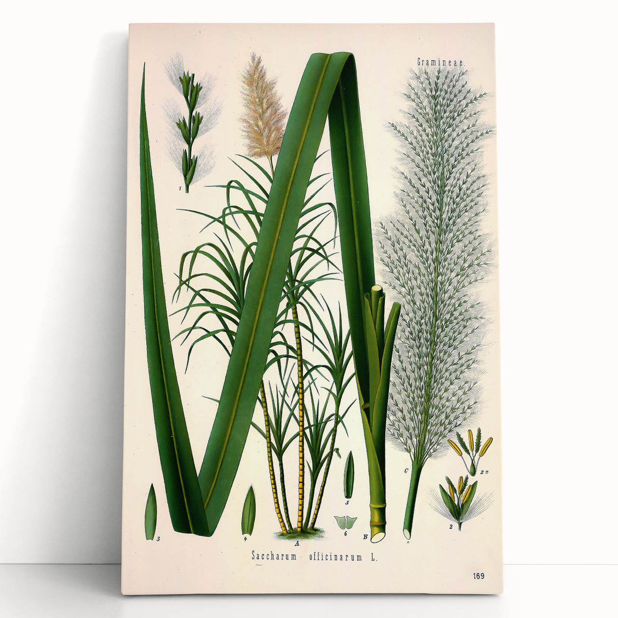 Vintage Botanical Illustration of Saccharum officinarum Art Print
