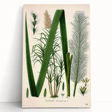 Vintage Botanical Illustration of Saccharum officinarum Art Print