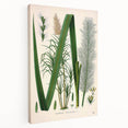 Vintage Botanical Illustration of Saccharum officinarum Art Print