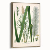 Vintage Botanical Illustration of Saccharum officinarum Art Print